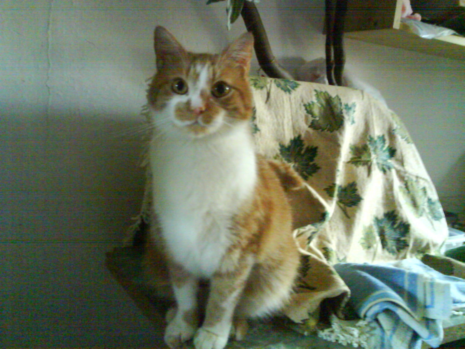 DSC00043