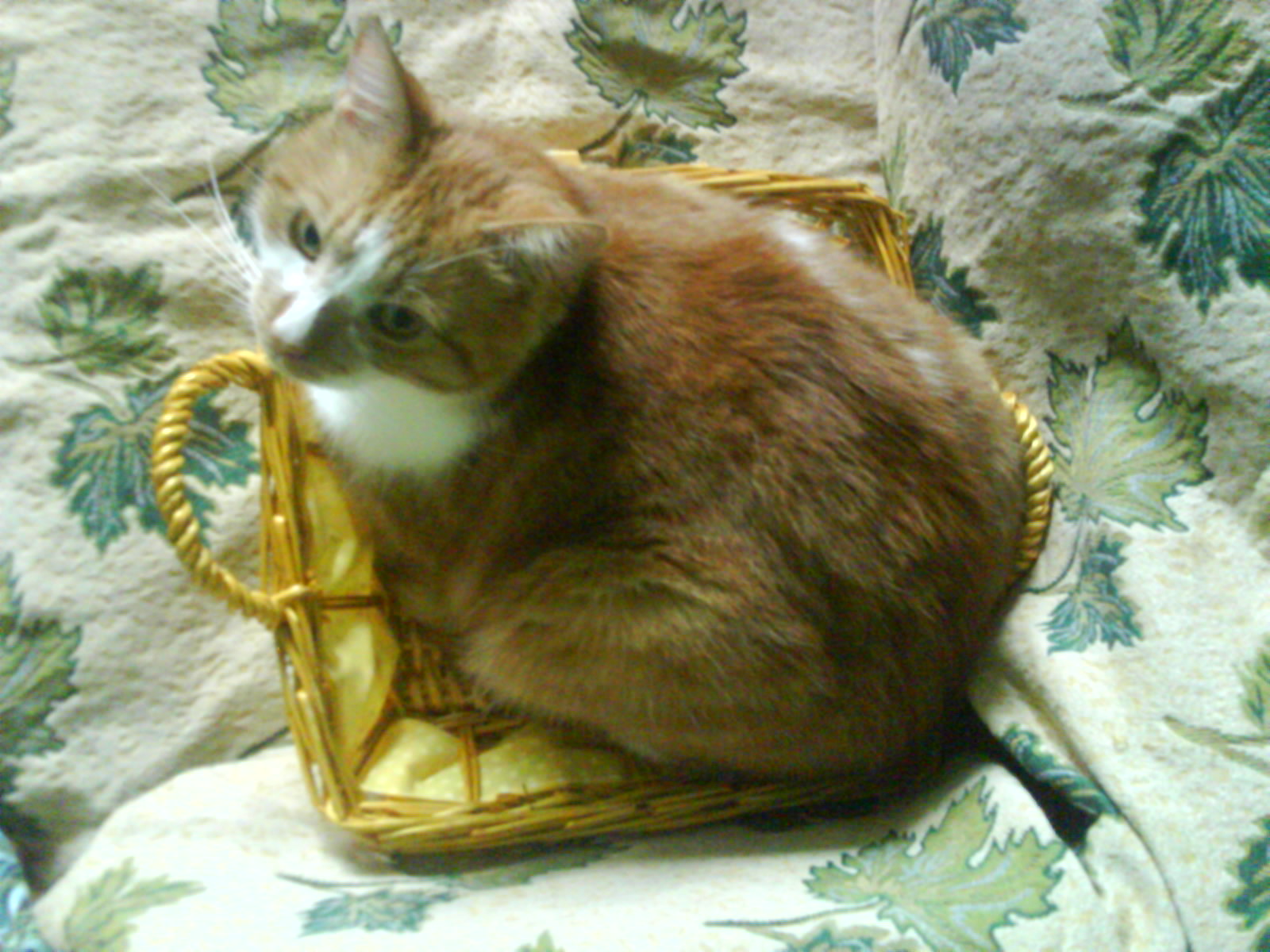 DSC00118