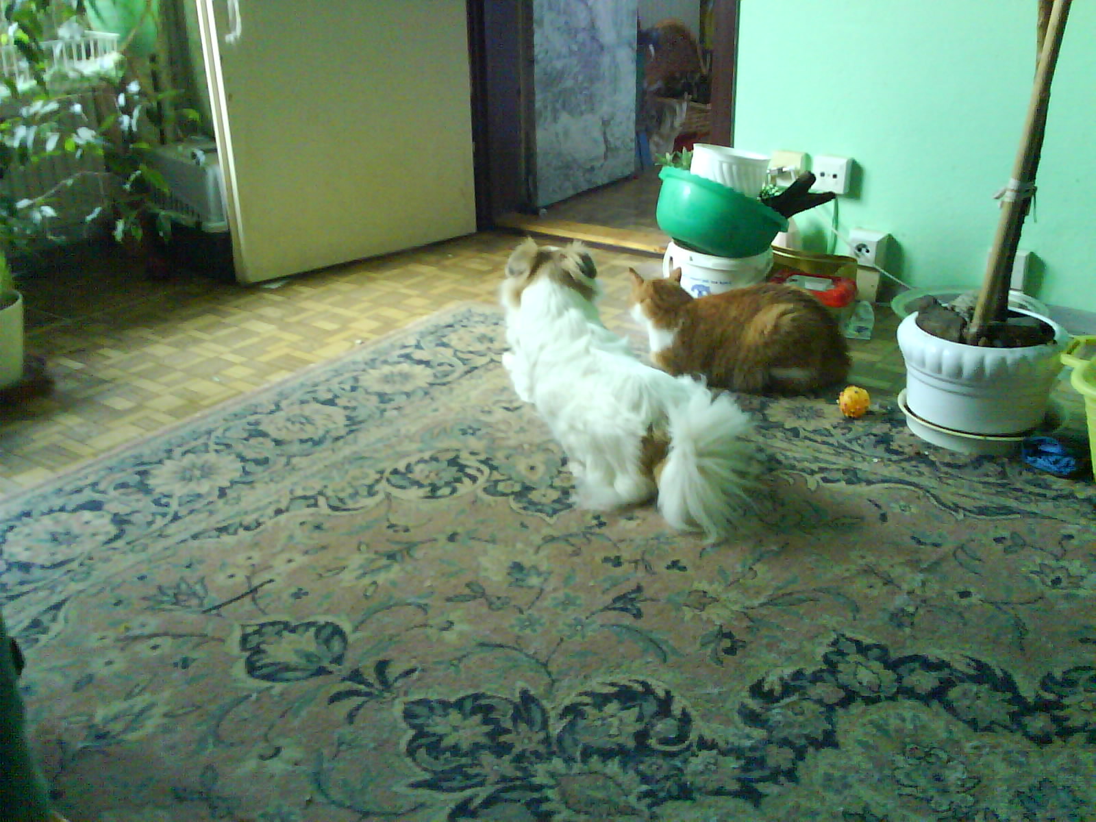 DSC00118 (1)