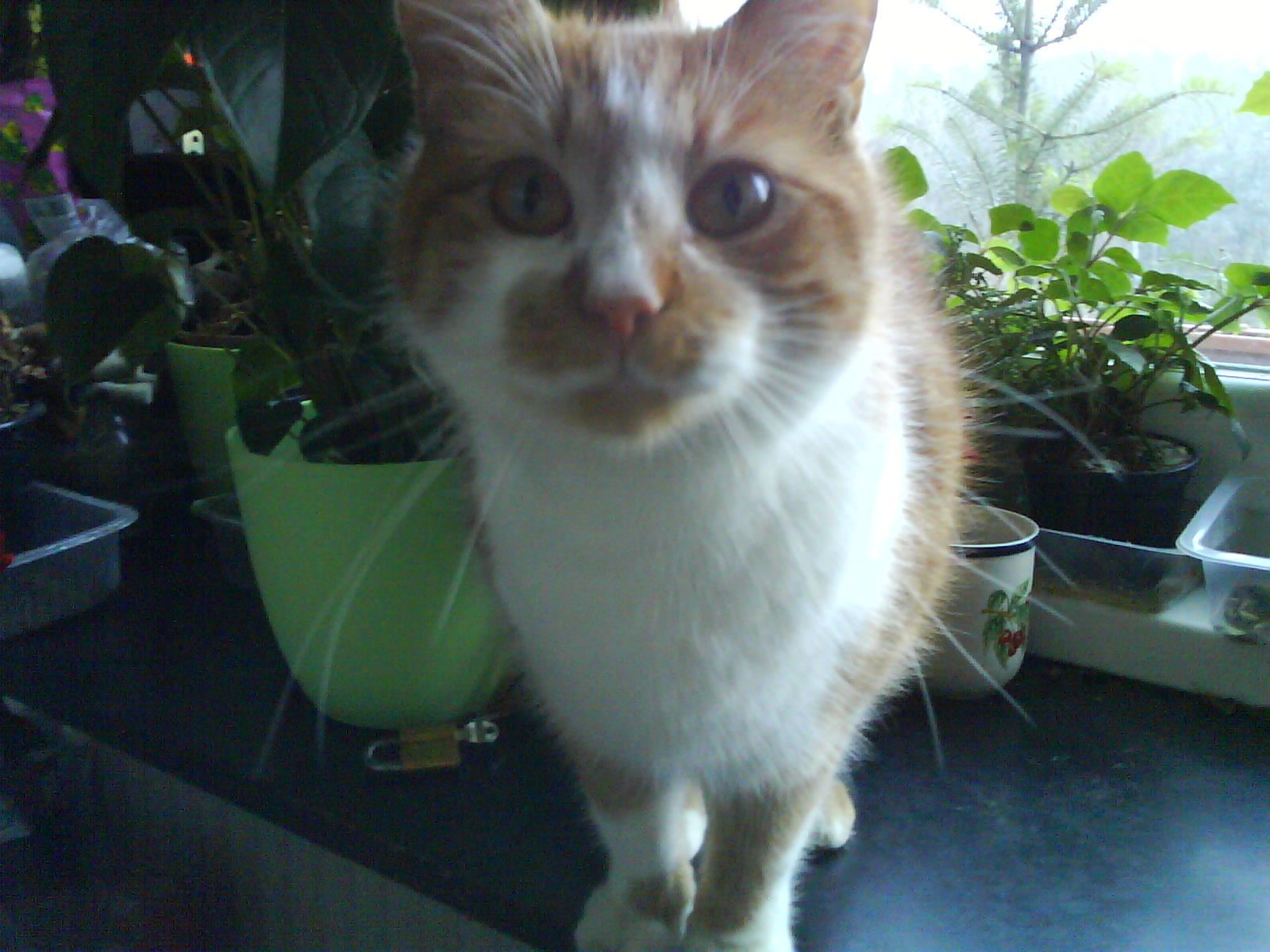 DSC00299