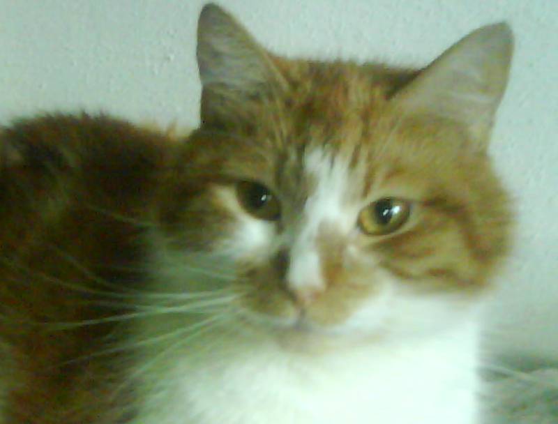 DSC00528