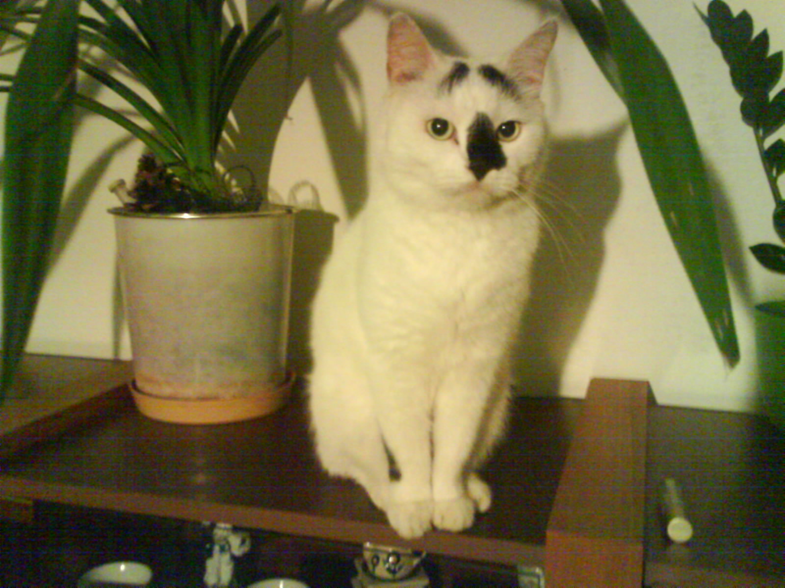 DSC00379