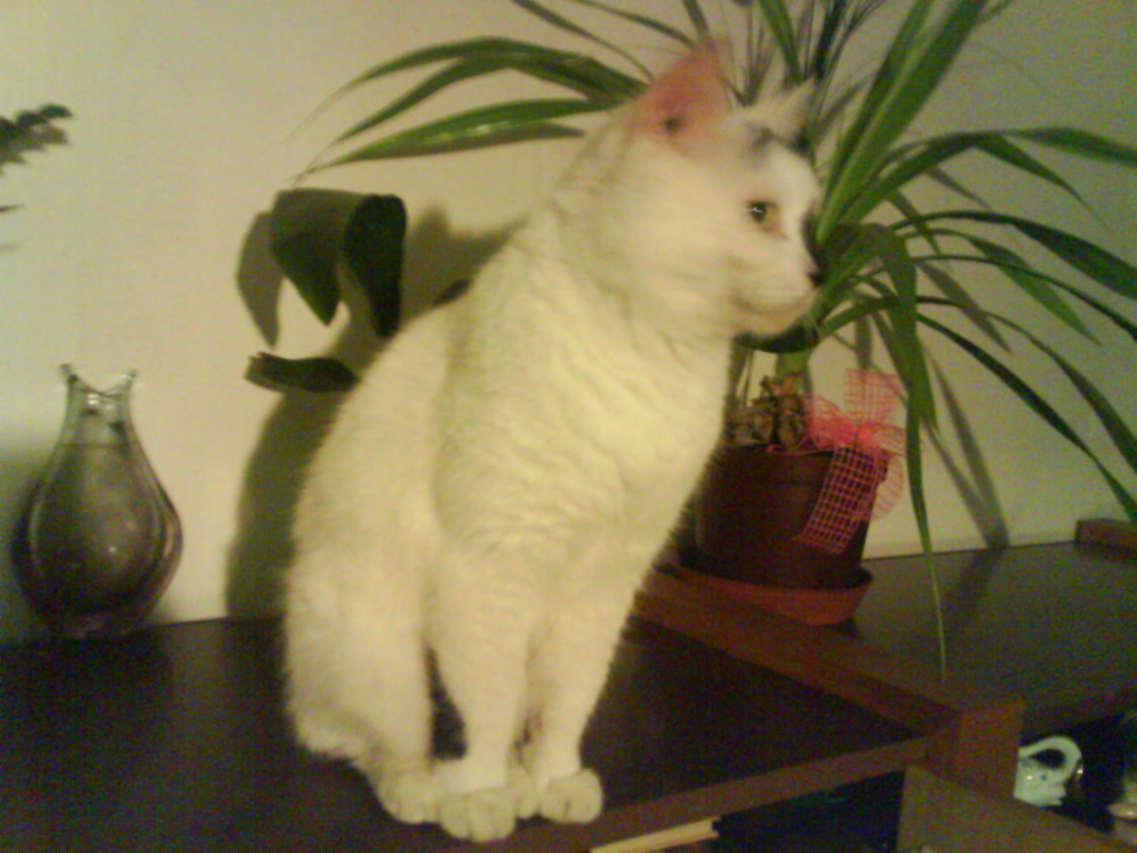 DSC00381