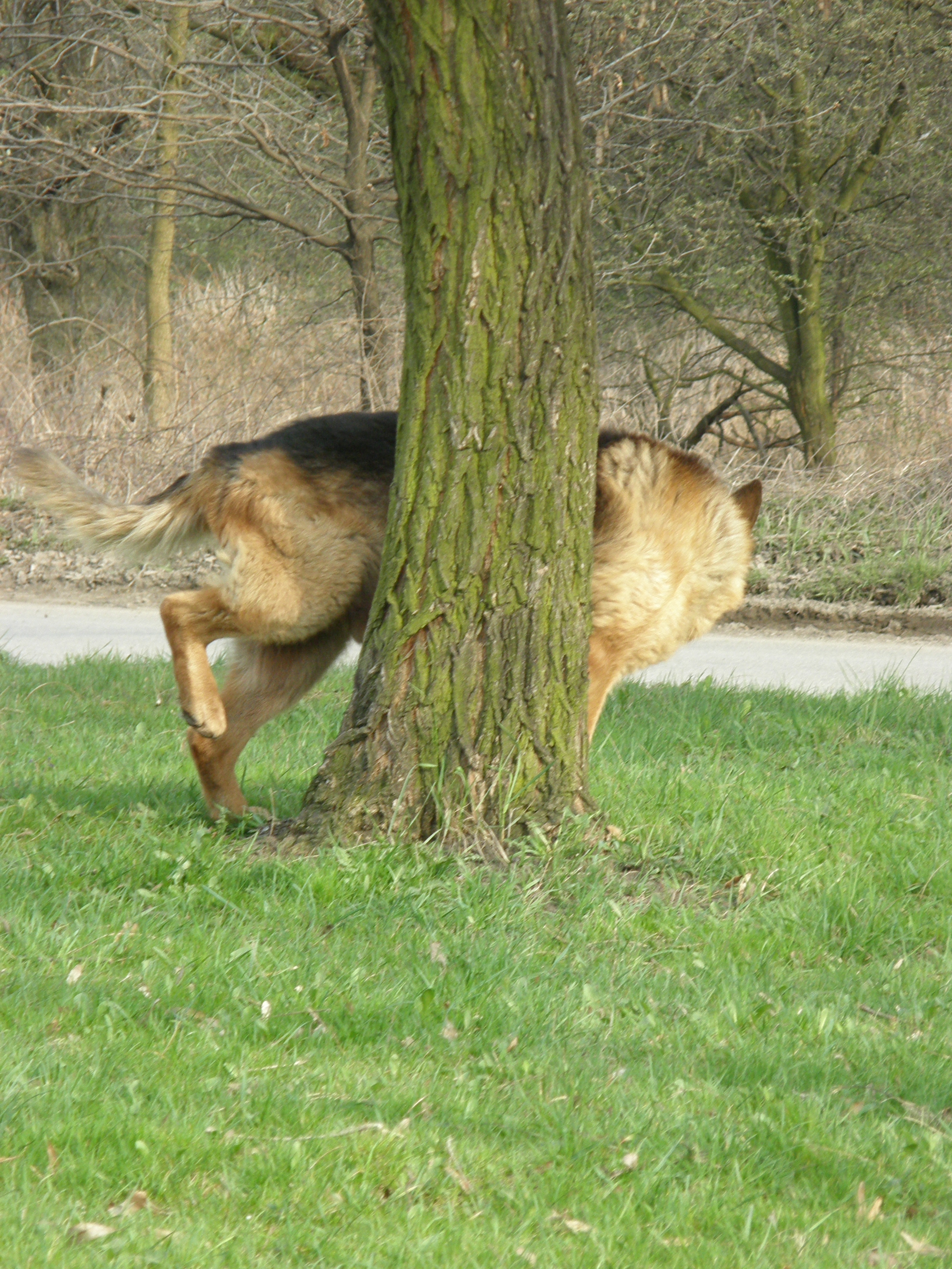 Árčínek